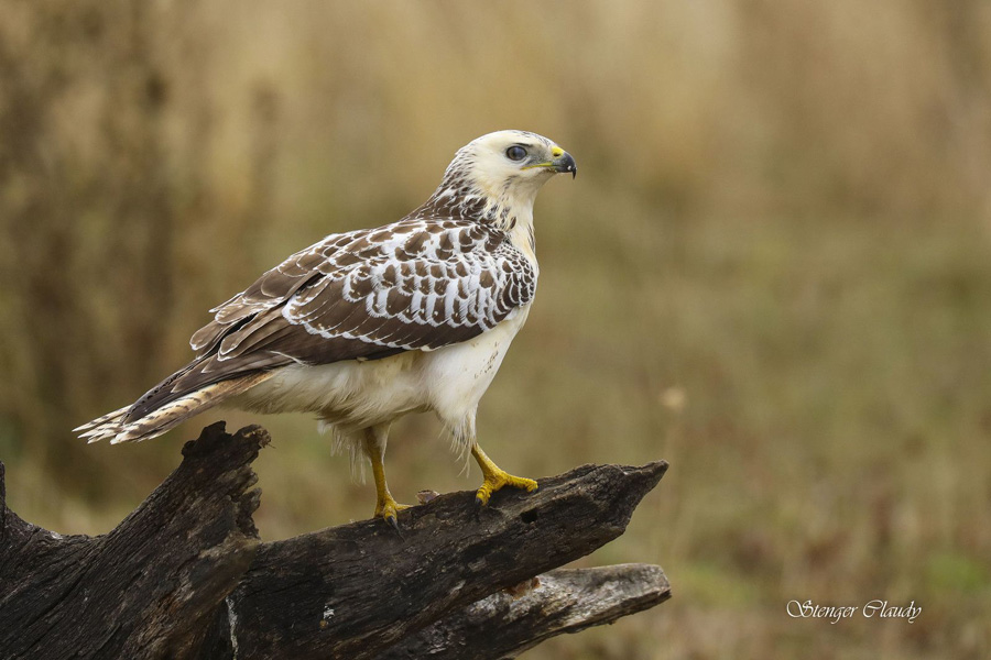 Image d'un petit oiseau