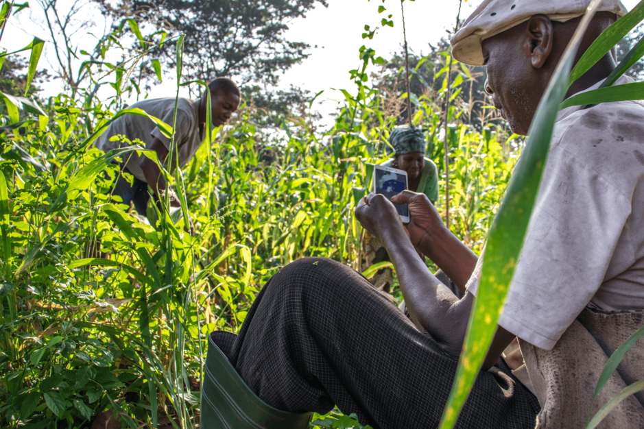 cueilleurs dans un champ en Afrique