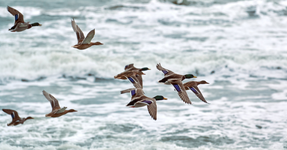 Des oiseaux volent au dessus de la mer